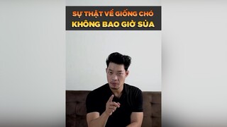 Sự thật về giống chó không bao giờ sủa petonesaigon petnhatrang tuitienpet dcgr