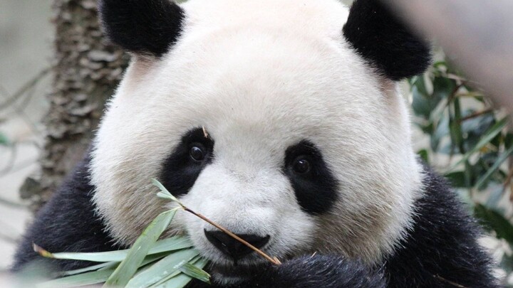 Pandas' ranking of popularity 