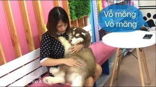 Mật nũng mẹ đòi bế vỗ mông ôm gấu bông . Thánh lười đây mà