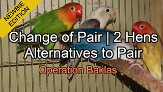 African Lovebirds | Operation Baklas, Pinalitan ko ang pares ng aking mga Breeder