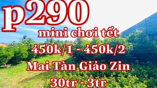 Mai vàng chơi tết 290 | 0384620997 Thư | Mai vàng giảo thủ đức 450k/2 mai tàn giảo zin 8-12 Cánh