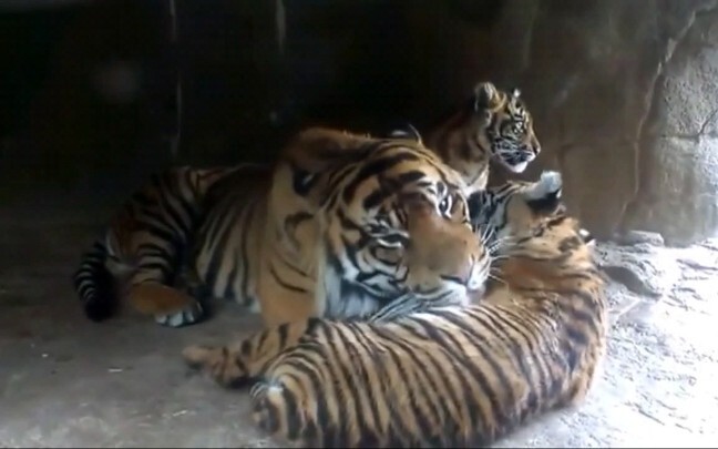 Binatang|Harimau Jantan Menjaga Anak