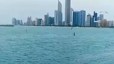 Cute Seagulls in Abu Dhabi