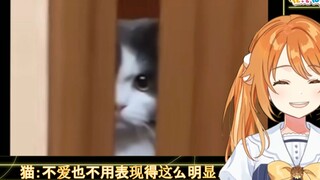 日本大嘴花看《猫：不爱也不用表现得这么明显！》【花丸晴琉】