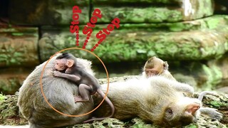 Stop..​Stop..Your Action My Baby. Mom Busy To Groom​..,Adorable Baby Monkey Jinx Very Hight Activity