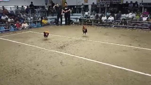 Golden boy vs KELSO sweater . PASAY COCKPIT ARENA