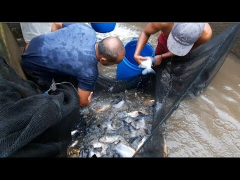 SERU, PANEN IKAN BAWAL BABON DI KOLAM SENDIRI UNTUK KIRIM KE BEKASI