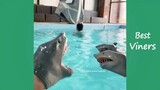 Shark Puppet Funny Instagram Videos - NEW Shark Puppet Vines - Best Viners 2020