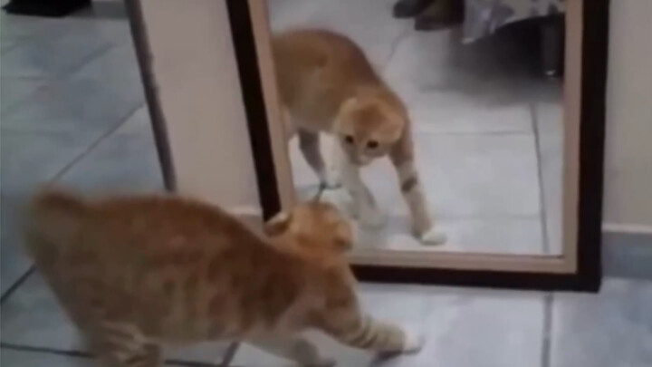 Cat Shat Itself After Scaring Itself.