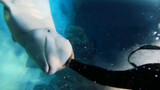 [Hewan] Kencan bawah laut dengan paus putih