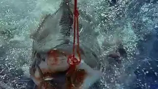 Great White Shark Eats Tuna