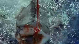 Great White Shark Eats Tuna