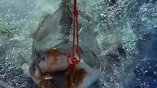 Great White Shark Eats Tuna