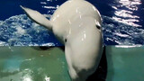 Cá voi trắng bé bỏng có thể ủ mưu gì?
