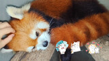 [Hewan] Panda kecil yang malas di hari hujan