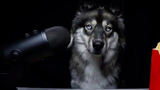 【My Mountain Husky】Anjing makan kentang goreng~berbagai saus rasa McDonald~~~~