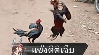 ไก่ชนบ้านผาตั่ง