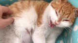 [Satwa] [Cat Person] Ibu kucing yang mengizinkan anaknya dibelai manusia