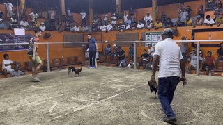 Gilmore Hatch 3cock Derby “ Champion “