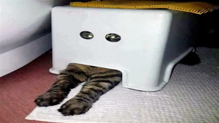 Funny Animal Videos 2022 π - Funniest Cats And Dogs Video πΊπ - Bilibili Funny Animal Videos 2022 π - Funniest Cats And Dogs Video πΊπ - Bilibili