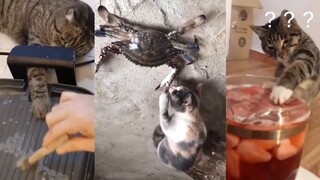 [Pet]Perasaan aneh yang mencelakai kucing