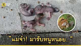 แม่กระรอกช่วยลูกน้อยชีวิตที่กำลังร้องไห้หลังพลัดตกจากรัง  | Dog's Clip