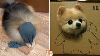 ปอมปอมจิ๋วจิ๋วสุดเก๋ วิดีโอ Pomeranian ตลกและน่ารัก 7 น่ารักVN