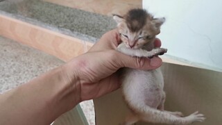 Saya membesarkan anak kucing yang saya temukan