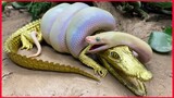 Big Python Eat Alligator Goldfish Koi Carp Cooking Experiment Unusual Under Mud.