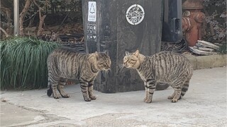 [Cat] The Two Security Guards Fighting