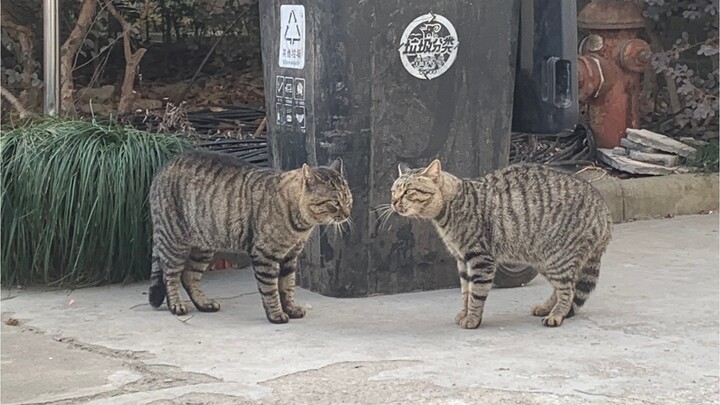 [Kucing] Dua Petugas Keamanan yang Beradu