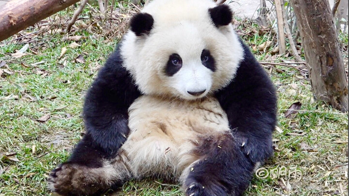 【大熊猫和花】虽然不是大长腿，但也能用jiojio挠耳朵