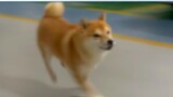 Kejuaraan Anjing Konyol Internasional, review klasik pemain Jepang