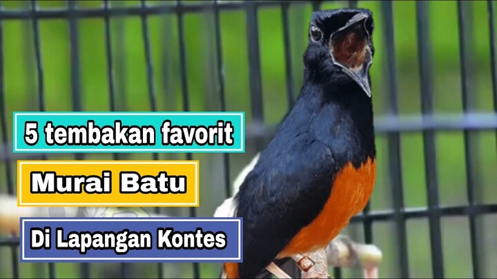 5 Tembakan Murai Batu Terfavorit Saat Lomba