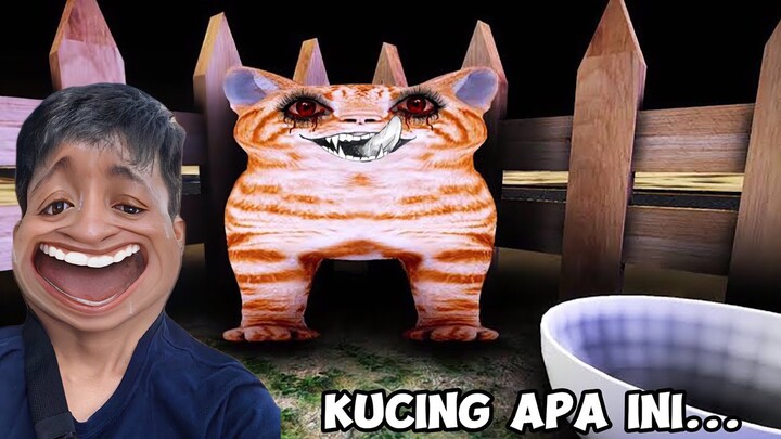 JANGAN BERI MAKAN KUCING INI DIMALAM HARI - Feed Your Cat