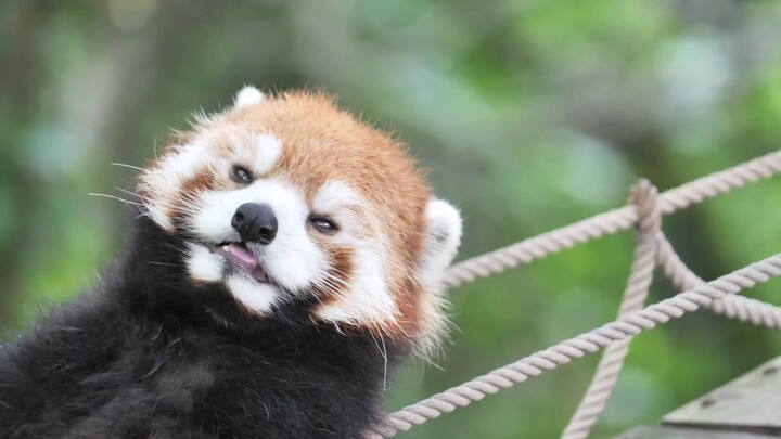 This Red Panda is enjoying life right now
