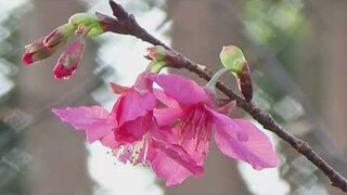 Cherry blossom and bees_Tzu-san Rd., Taichung City.