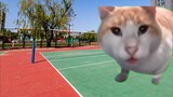 [Meme kucing] Mencoba bola voli untuk pertama kalinya dan ternyata Anda tampak jenius? (Sebenarnya t