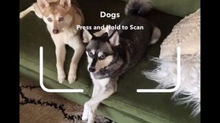 He’s tiny, but his personality is husky sized dogs cutedogs snapchatdogscanner