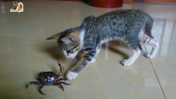 Kittens reactions with field crab after heavy during heavy rain