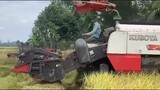 Tập Đoàn Máy Cắt Lúa l Máy Cộ l Đổ Về Sóc Trăng Để Gặt Lúa