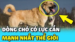 💥Top 7 dòng chó có LỰC CẮN MẠNH NHẤT thế giới và RẤT NGUY HIỂM | TIN GIẢI TRÍ