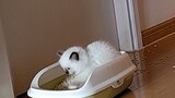 [Satwa] Kucing Ini Bener-Bener Buat Stress