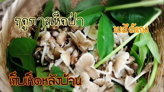 เก็บ​เห็ด​ปลวก​โคนหลัง​บ้าน​ออก​เยอะ​มาก​