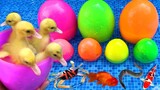 Surprise eggs contain So cute ducklings, koi fish, crabs, catfish, Freshwater shark, goldfish, eel
