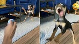 การโจมตีของสุนัขตลก วิดีโอที่ดีที่สุดเกี่ยวกับสุนัข 24