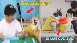 Thú Cưng Vlog | Chó Shiba Ngầu Nhất Thế Giới #8 | Chó thông minh vui nhộn | Smart dog funny pets