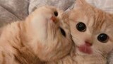 I MEAN LOVE_Cat Couple