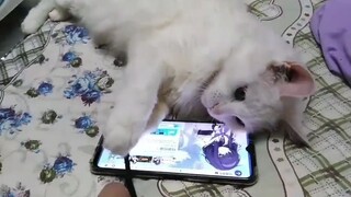 Anak kucing itu cuek, mempermainkannya