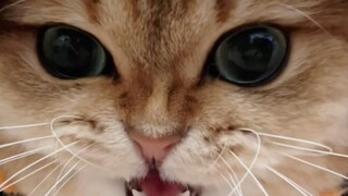 The phenomenon of cats sucking people has appeared!